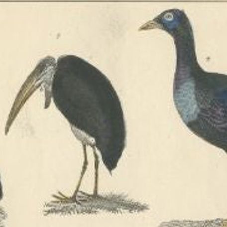Antique Bird Print of Various Bird Species, C.1852, close-up 1