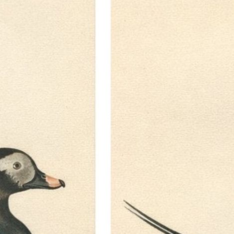 Long-Tailed Duck Pair, 1929 Swedish Ornithology Lithographs, Harelda hyemalis, close-up 1