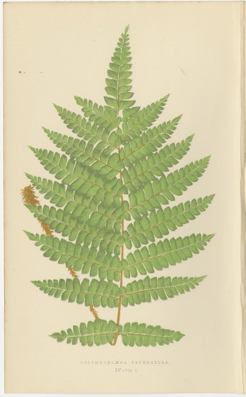 Antique Hand-Colored Fern Prints - Didymochlaena, Aspidium - 19th Century, view 2