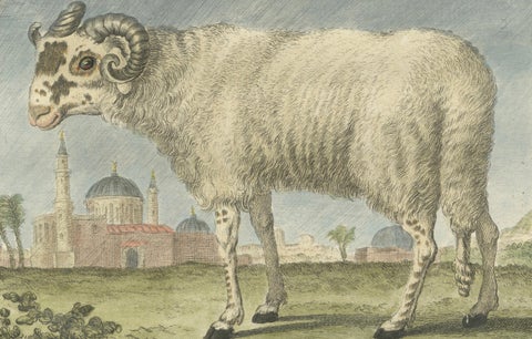 Rare Barbary Sheep Engraving, Hand-Coloured Buffon Amsterdam Edition, 1769, close-up 2