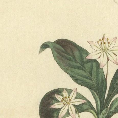 Antique Botanical Print of Banana Shrub and Starry Wild Jasmine, 1803, close-up 4