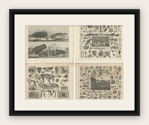 Set of 4 Antique Prints of various Marine Life and Fossils by Heck 'c.1850', shown framed