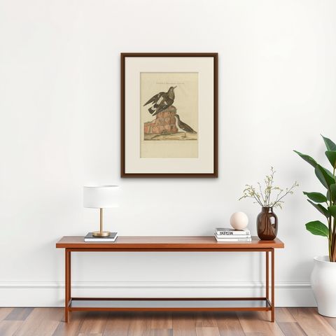 Antique Bird Print of the Spotted Sandpiper by Sepp & Nozeman, 1797, shown framed on a wall