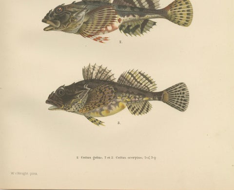 Freshwater Bullhead and Short-Spined Sea Scorpion - Striking Fish Litho, 1895, close-up 1