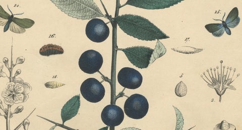 1848 Hand-Colored Lithograph of Butterflies, Caterpillars and Blackthorn Plant, close-up 4
