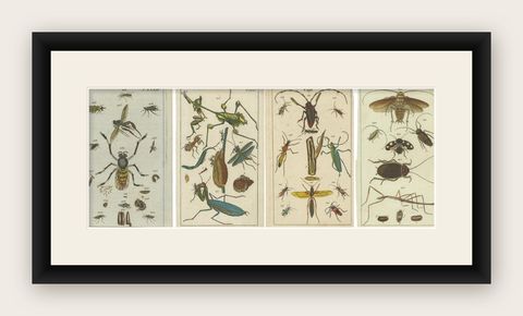 Captivating Natural History Prints: Insects, Life Cycles and Rare Details, 1832, shown framed