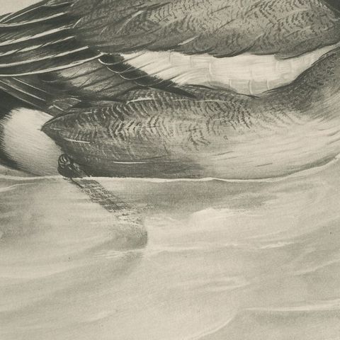 Wigeon, Antique Bird Print after Lilian Medland, circa 1909, close-up 3
