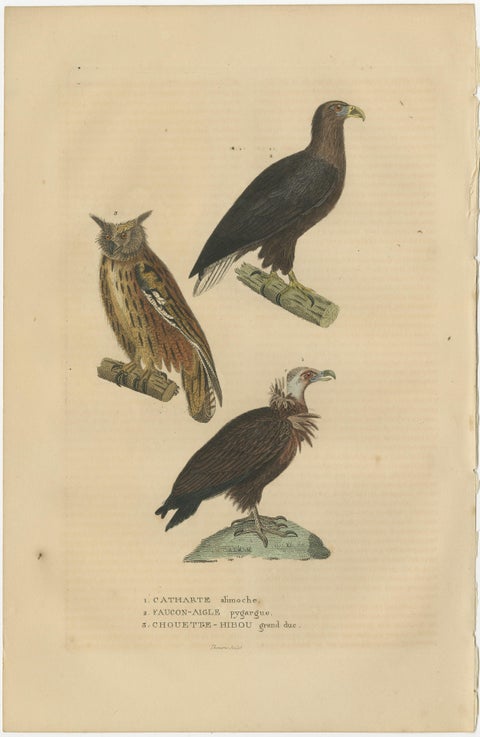 Original Bird Print of The Vulture, An Eagle Falcon and an Owl, view 2