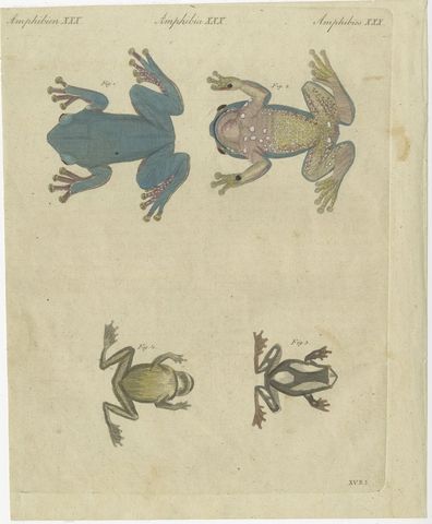 Four Tree Frogs Including a Blue Frog, Antique Bertuch Print, Vienna, circa 1815, view 2