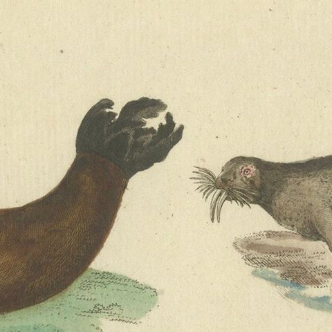 Antique Handcolored Engraving of Seals and Amphibious Creatures, c.1800, close-up 5