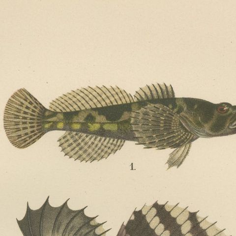 Freshwater Bullhead and Short-Spined Sea Scorpion - Striking Fish Litho, 1895, close-up 6