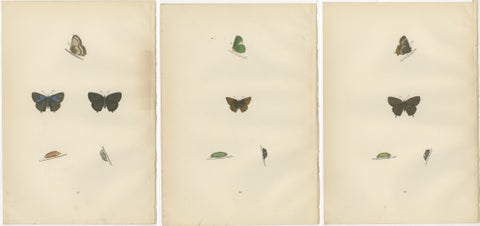 Triptych of Lepidoptera Elegance: Hand-Coloured Butterflies Published in 1890, view 5