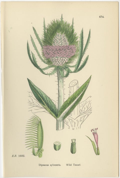 Set of 8 English Botanical Prints 1902, Teasel & Scabious, Sowerby, view 4
