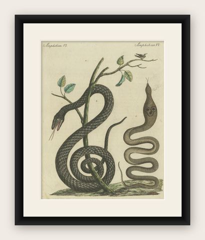 Antique Handcolored Engraving of Snakes and Amphibians, c.1800, shown framed