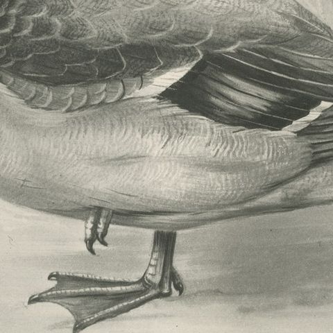 Dabbling Duck, Antique Bird Print after Lilian Medland, circa 1909, close-up 3