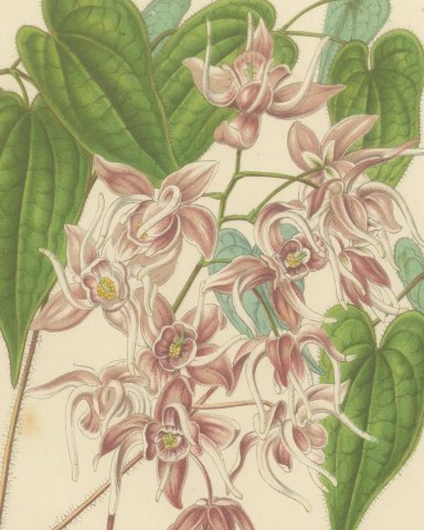 Epimedium Violaceum Grandiflorum, Barrenwort Chromolithograph, 1859, close-up 1