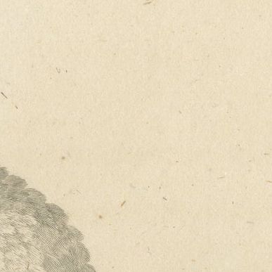 Original Antique Engraving of a Sulphur-Crested Cockatoo, c.1811, close-up 1