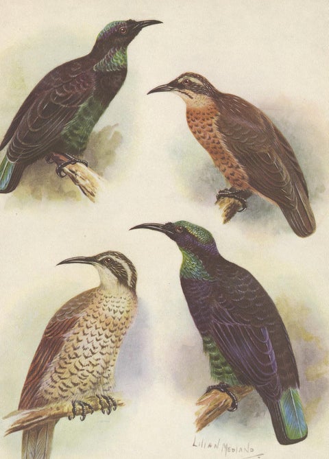 Antique Print of the Queen Victoria Rifle Bird and the Rifle Bird, 1950, view 4