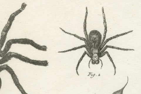 Antique Engraving of Spiders, Centipede and Scorpion by Diderot, ca.1770, close-up 5