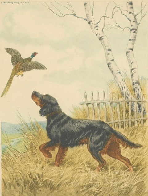 Vintage Lithograph “Setter and Pheasant” by Paul Wood, New York, 1930s, close-up 5