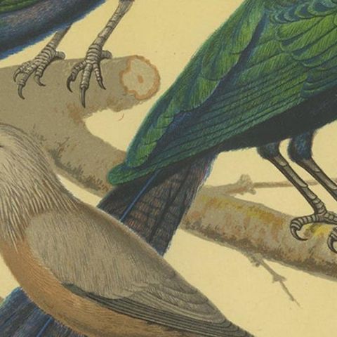 Antique Bird Print of the Emerald Starling, Chestnut-Tailed Starling and Others, close-up 2