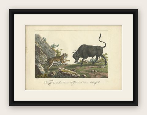 Antique Hand-colored Print of a Fighting Tiger and Buffalo in Indonesia, c.1830, shown framed