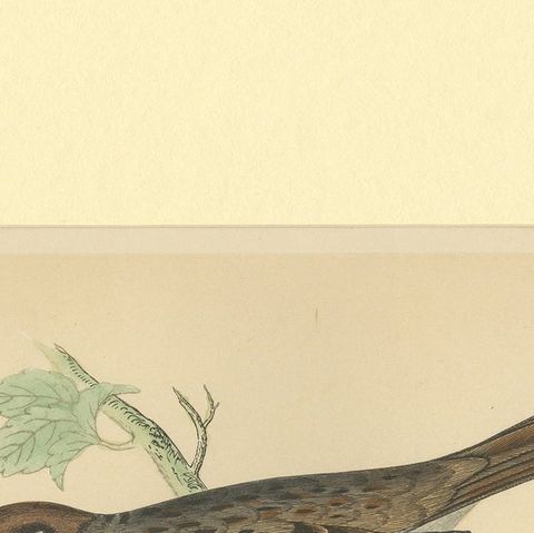 Antique Bird Print of a Tree Sparrow, close-up 1