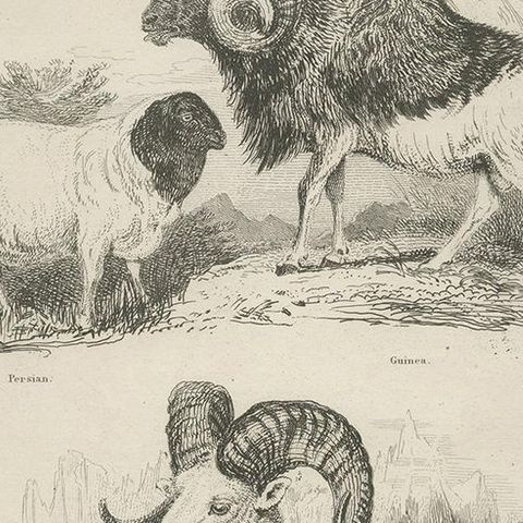 Antique Print of Sheep by Partington 'circa 1840', close-up 2