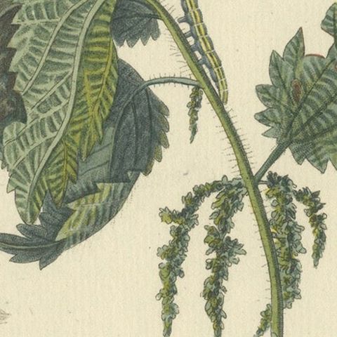 18th-Century Hand-Colored Engraving of Moths and Larvae with Nettles, close-up 5