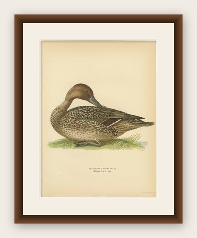 Vintage Pintail Duck Lithograph, Northern Pintail Anas Acuta, Sweden - 1929, shown framed