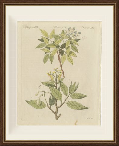 Two Flowering Tree Branches, Antique Bertuch Print, circa 1805, shown framed