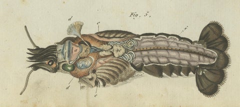 Fascinating Crustaceans and Marine Anatomy: Hand-Colored 19th-Century Engraving, close-up 1