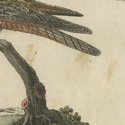 Swallows, Swifts and Nightjar, Antique Bertuch Print, circa 1805, close-up 4