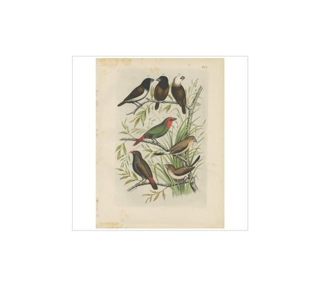 Antique Bird Print of the Maja Finch, Black-Headed Finch and Firetail (1886), view 3