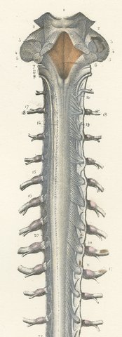 Spinal Nerve Roots along the Whole Cord, Hirschfeld Double Folding Plate, 1866, view 5