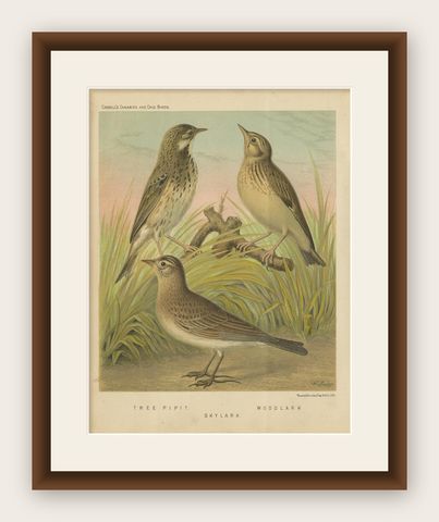 Antique Bird Print of the Tree Pipit, Skylark and Woodlark 'circa 1880', shown framed