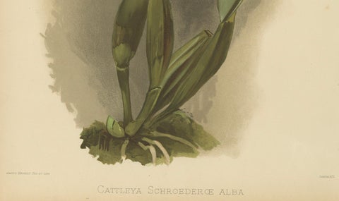 Large Antique Botanical Print, White Orchid Cattleya Schroederæ Alba, c.1888, close-up 1