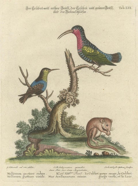 Hand-Colored Engraving of Hummingbirds and Dormouse by Seligmann, ca.1770, close-up 6