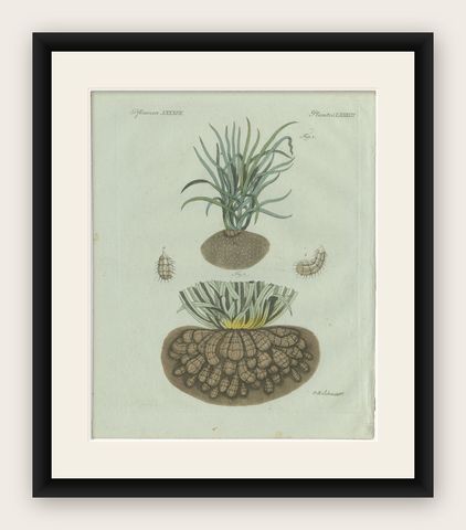 Original Antique Botanical Print of Tiger Nut by Bertuch, 1800, shown framed
