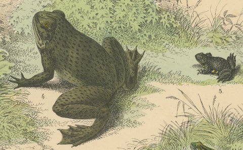 Amphibians Print: Frogs, Salamanders, Axolotl & Caecilian, Antique 1867, close-up 3