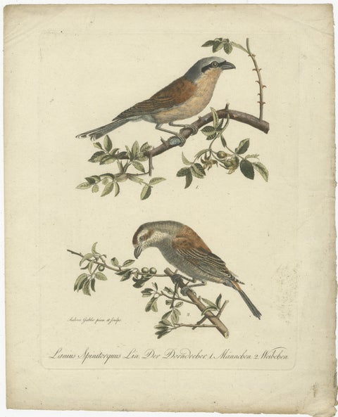 Shrikes in Natural Harmony: A Study of Avian Elegance by Ambrosius Gabler, 1809, view 2