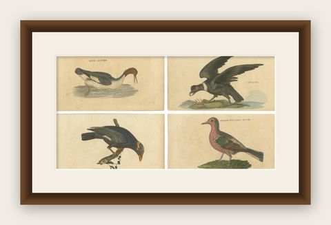 Set of 4 Antique Bird Prints, Dove, Condor, Mino, Dun Diver, 1815, shown framed