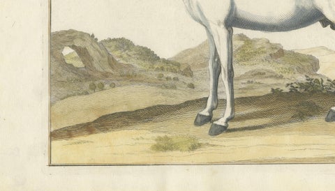 Baron Eisenberg Arabian Horse, “L’Arabe” Equestrian Engraving, 1727, close-up 6
