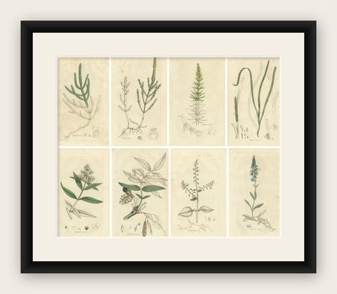 Eight Antique Botanical Plates: Glasswort, Horsetail, Privet & More, c.1830, shown framed