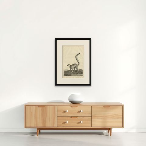 Early 19th-Century Engraving of Lemur Catta by S.C. Miger and N. Maréchal, Paris, shown framed on a wall