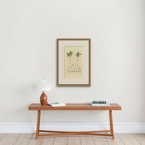 Antique Botany Print of Trientalis Europea by Curtis, 'circa 1817', shown framed on a wall