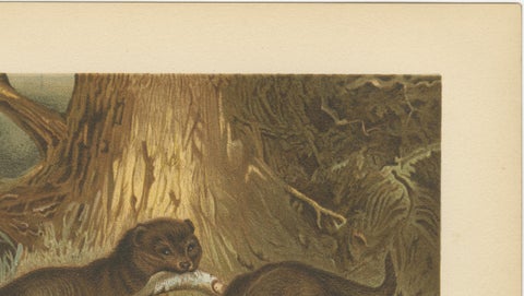 Woodland River Animal Print, Victorian Otter Scene, Earth Tone Artwork, 1894, close-up 5