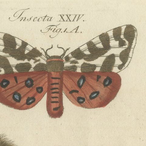 Garden Tiger Moth and Emperor Moth, Antique Bertuch Print, Vienna, circa 1805, close-up 4
