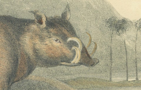 Antique Print with Hand Coloring of a Babirusa, close-up 1