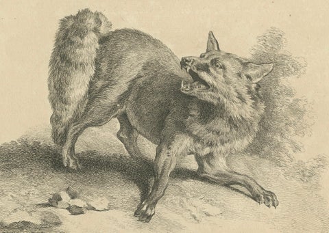 Renard, The Red Fox: An Original Detailed Etching - circa 1740, close-up 1